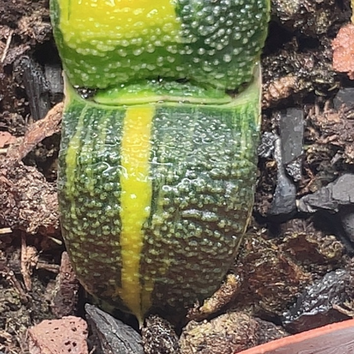 一物一拍竞拍福利拍