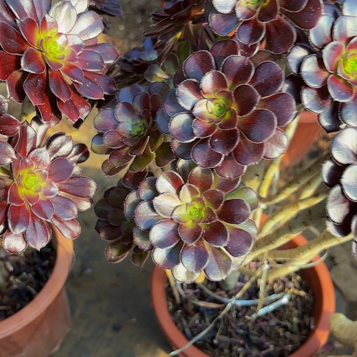 黑法师老桩鲜花绿植013