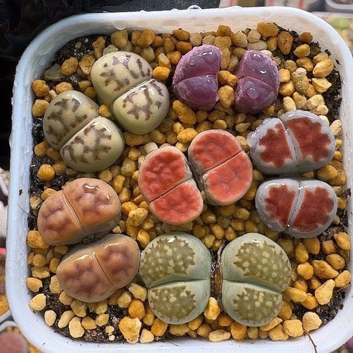 生石花1111111。  372