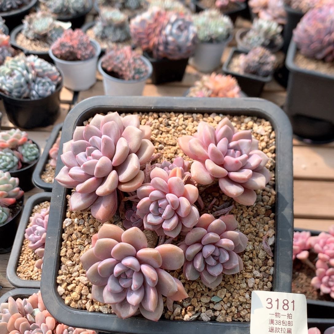 15.5厘米六头花斑鹿3181