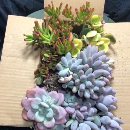 箱拍，3320，一物一拍