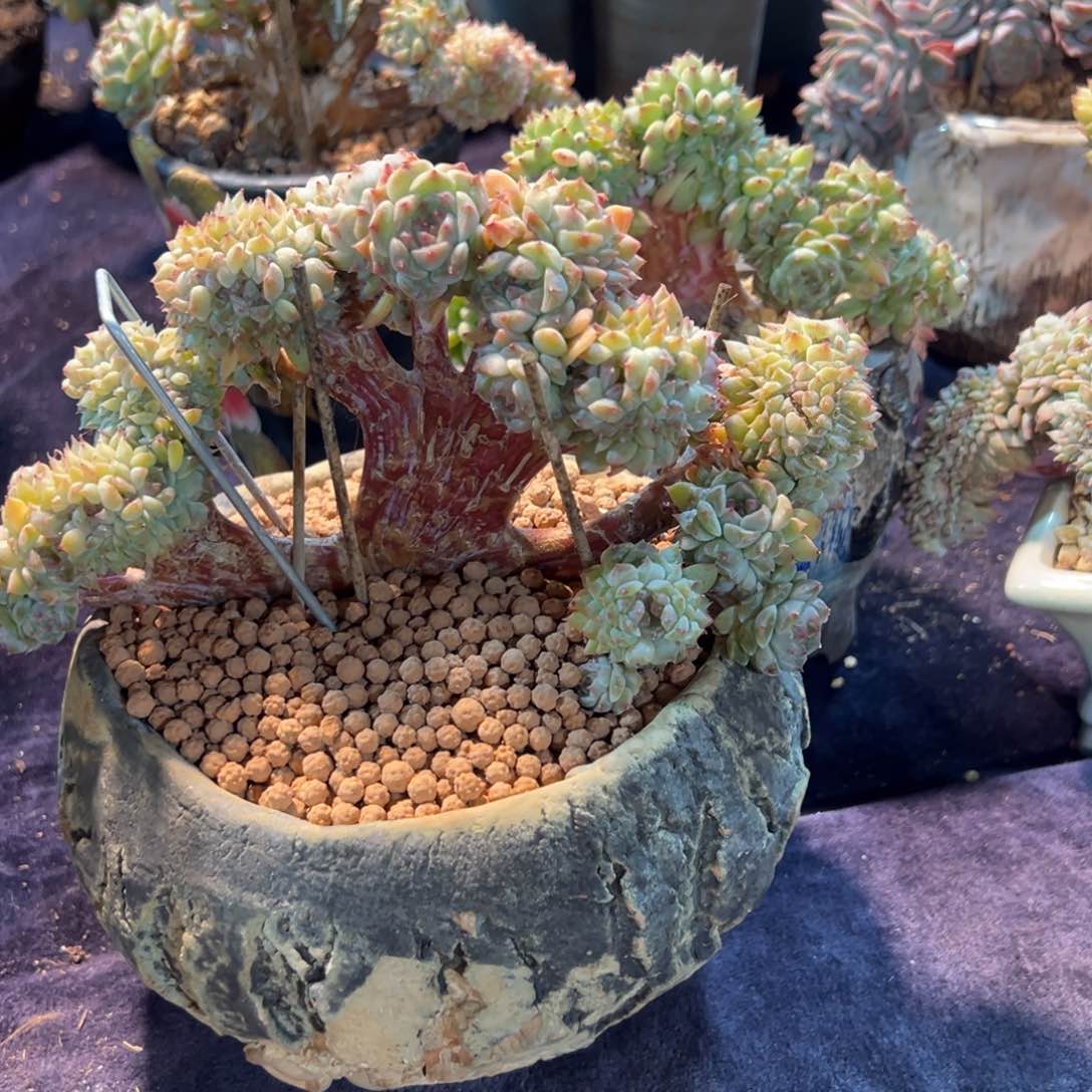 倩**寻新年快乐啊宝宝们8888888888888