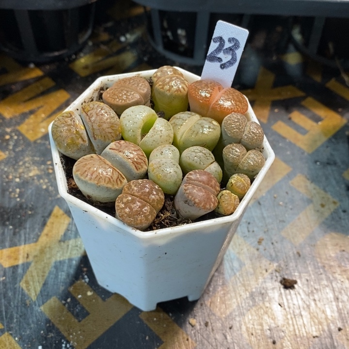 生石花多肉植物八角盆