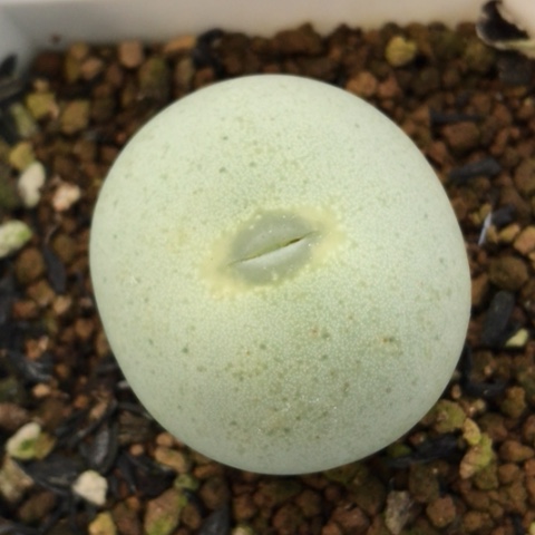 多肉肉锥 3.4Cm 超级大饼