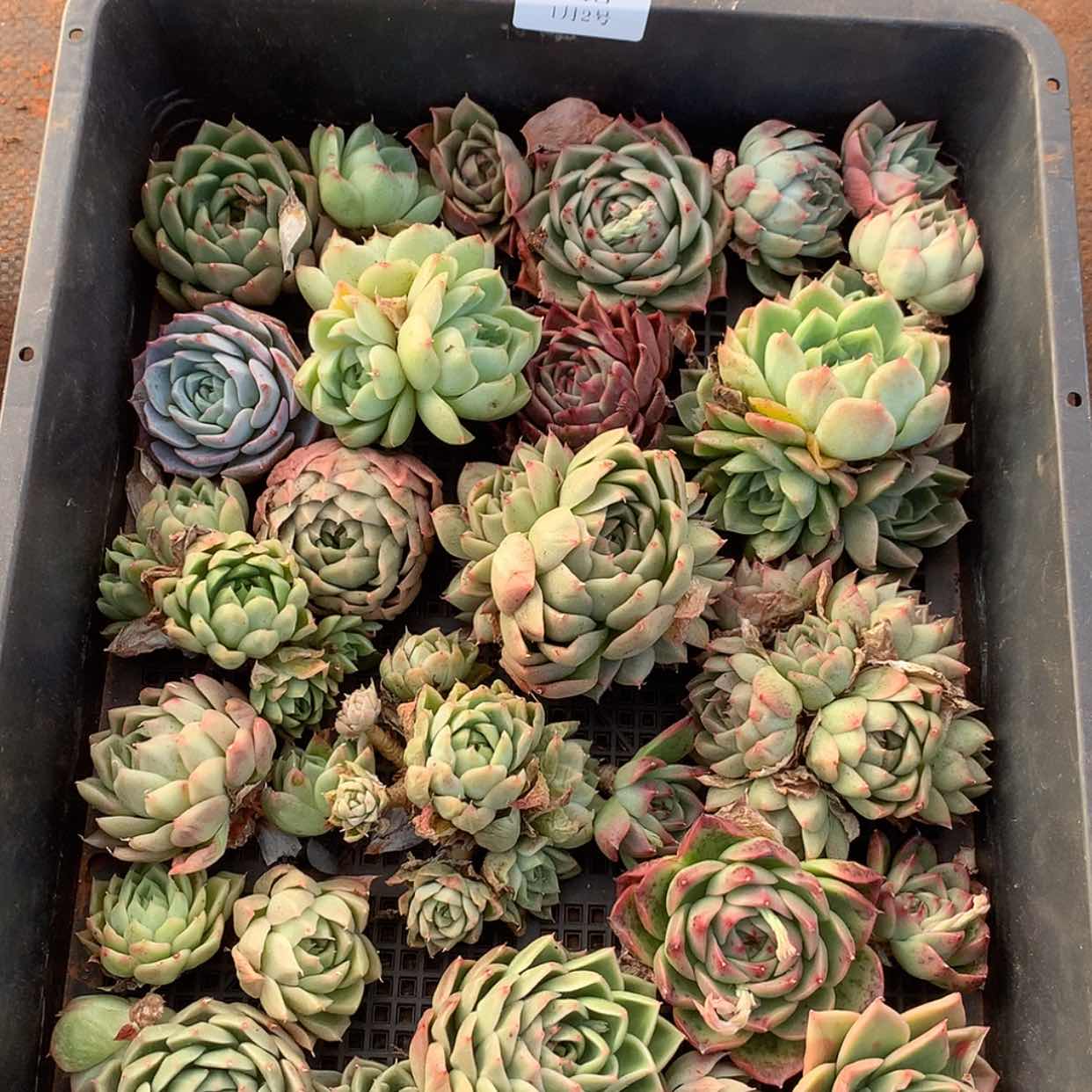 【闪购商品】云148号