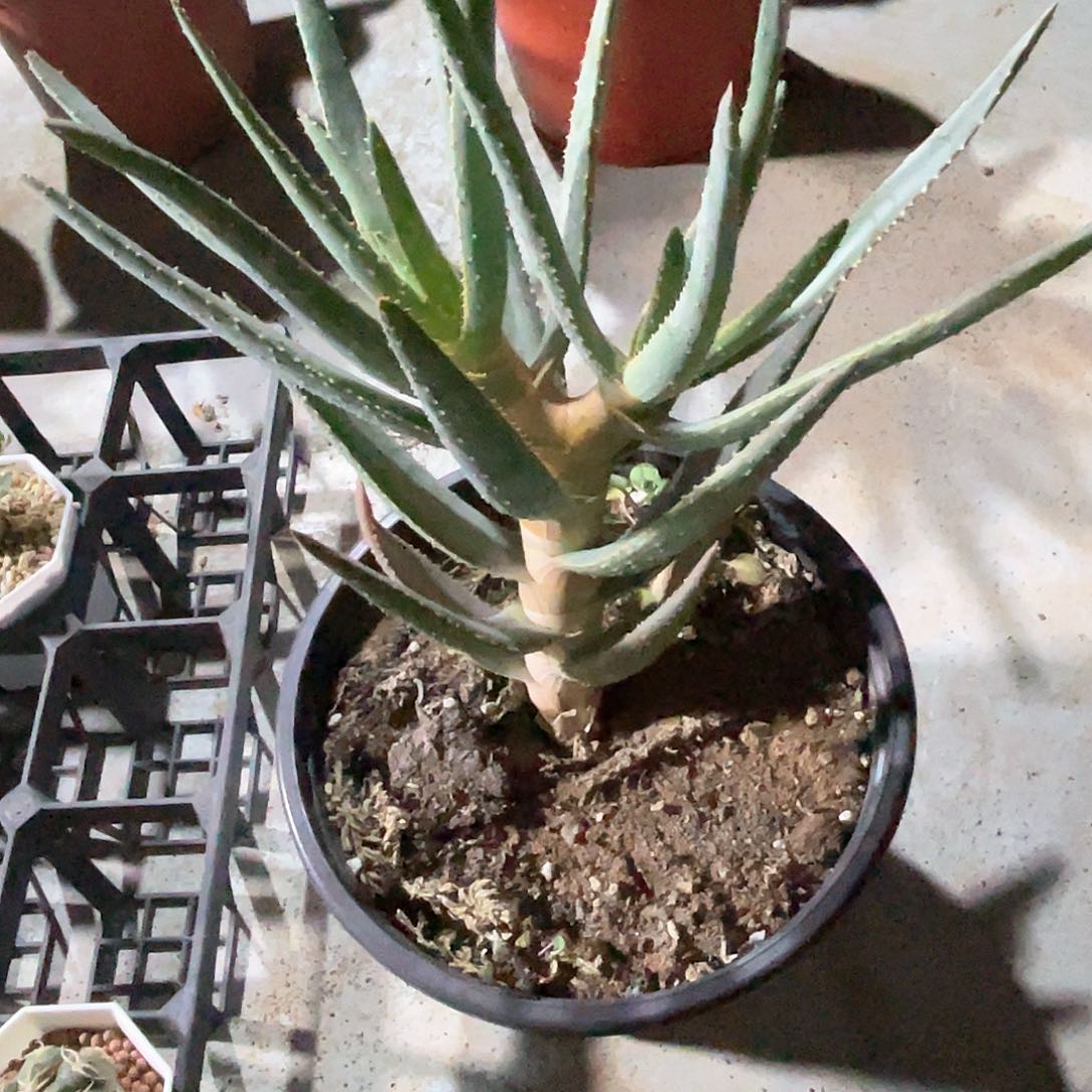 实生二岐芦荟 致远多肉