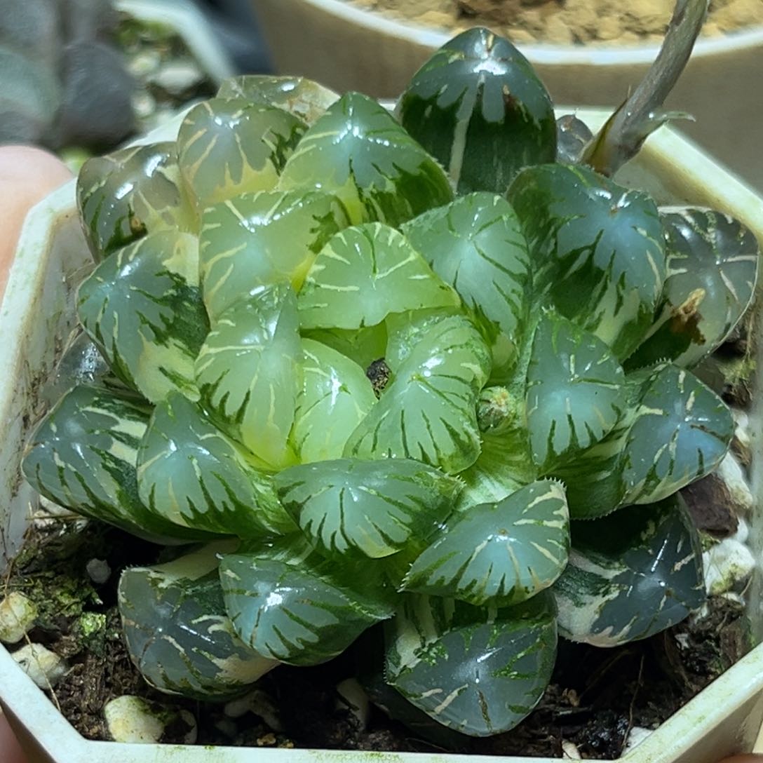 恭喜发财大吉大利869