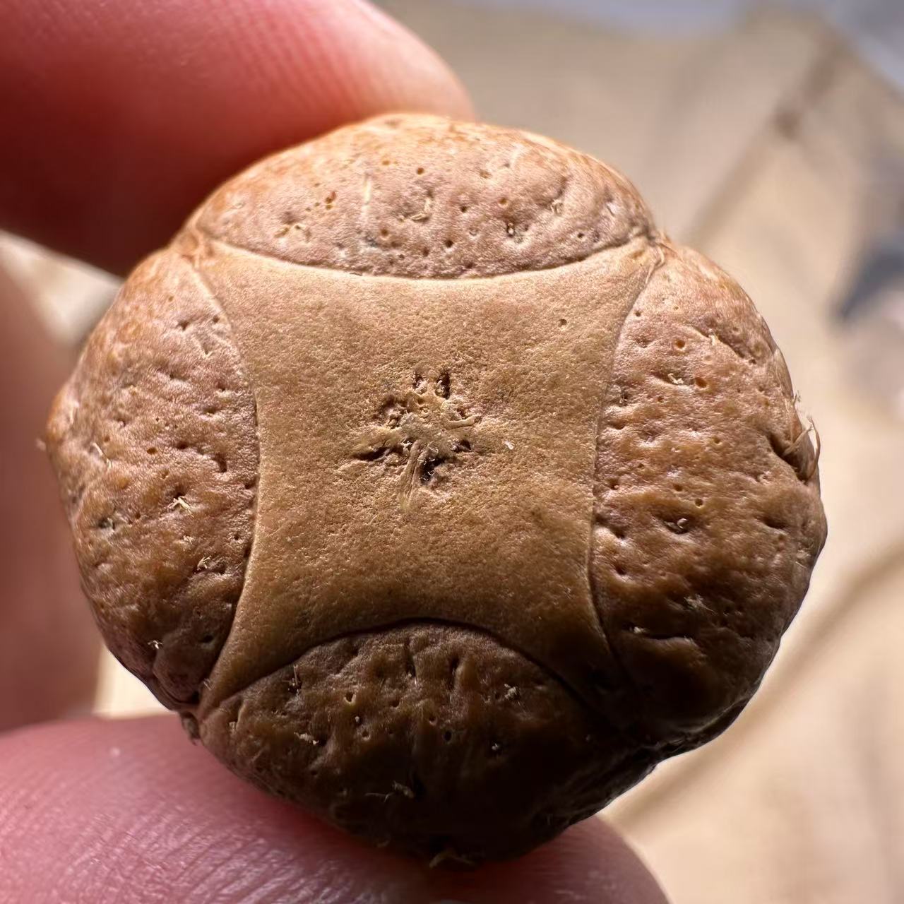 尼泊尔麒麟眼菩提，尺寸24，sss系列，货号S16
