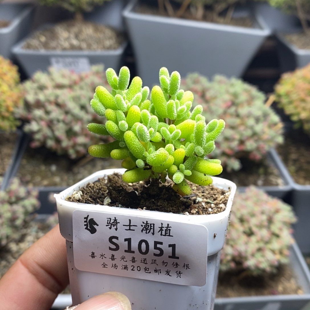 1051蜜橘糖球枝干