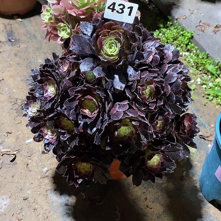 恩*法师植物12345678