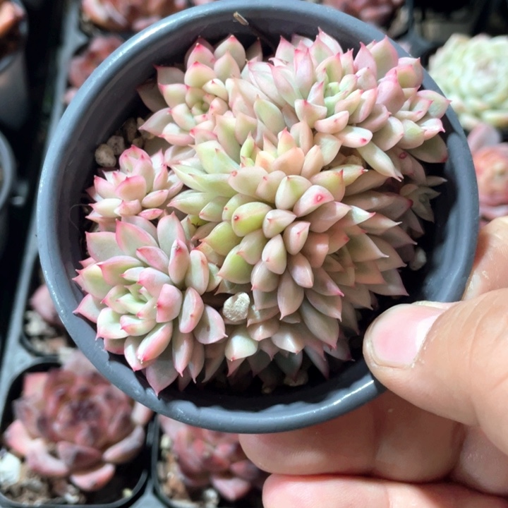 女雏锦9.9一盆88888