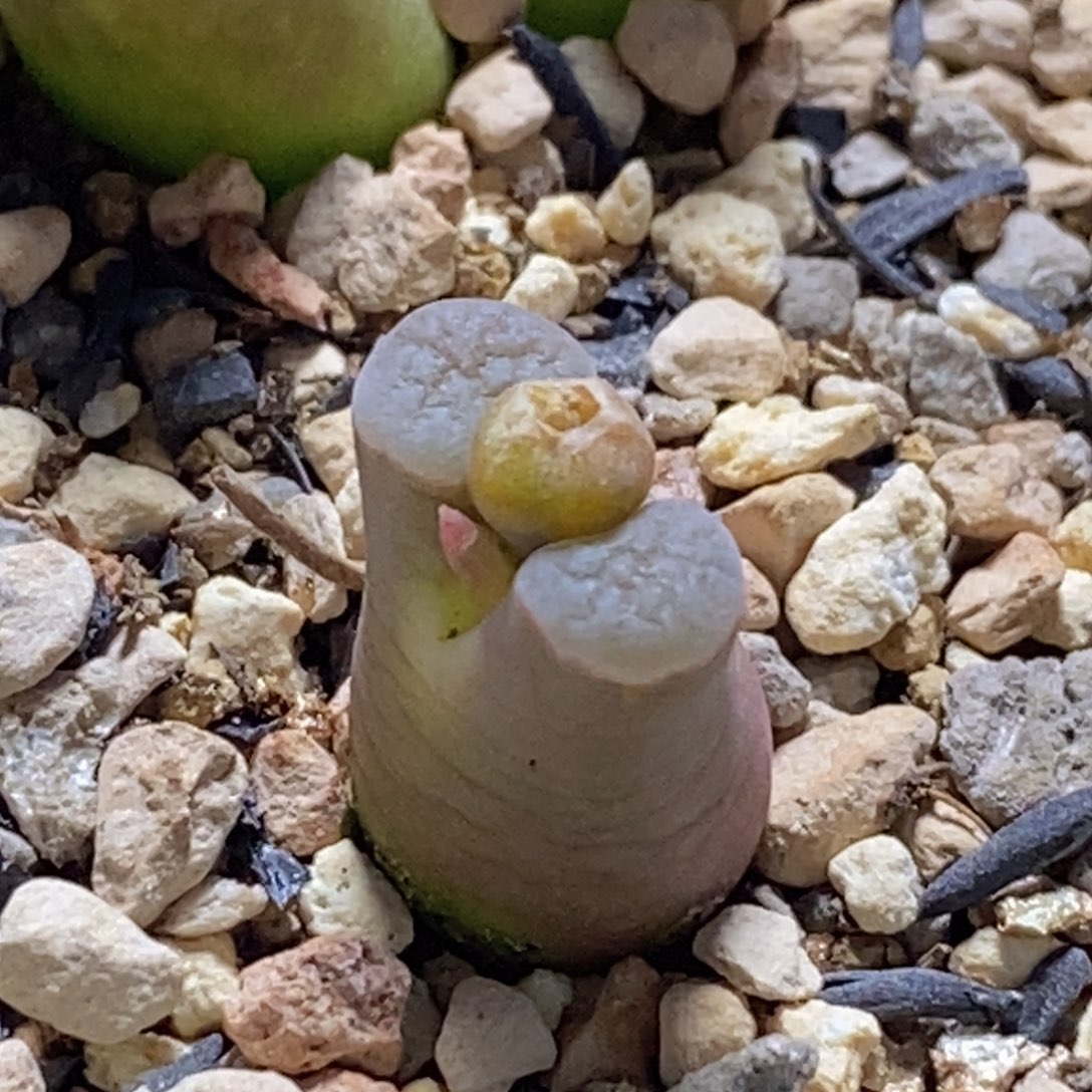 一颗好看好看好看好看