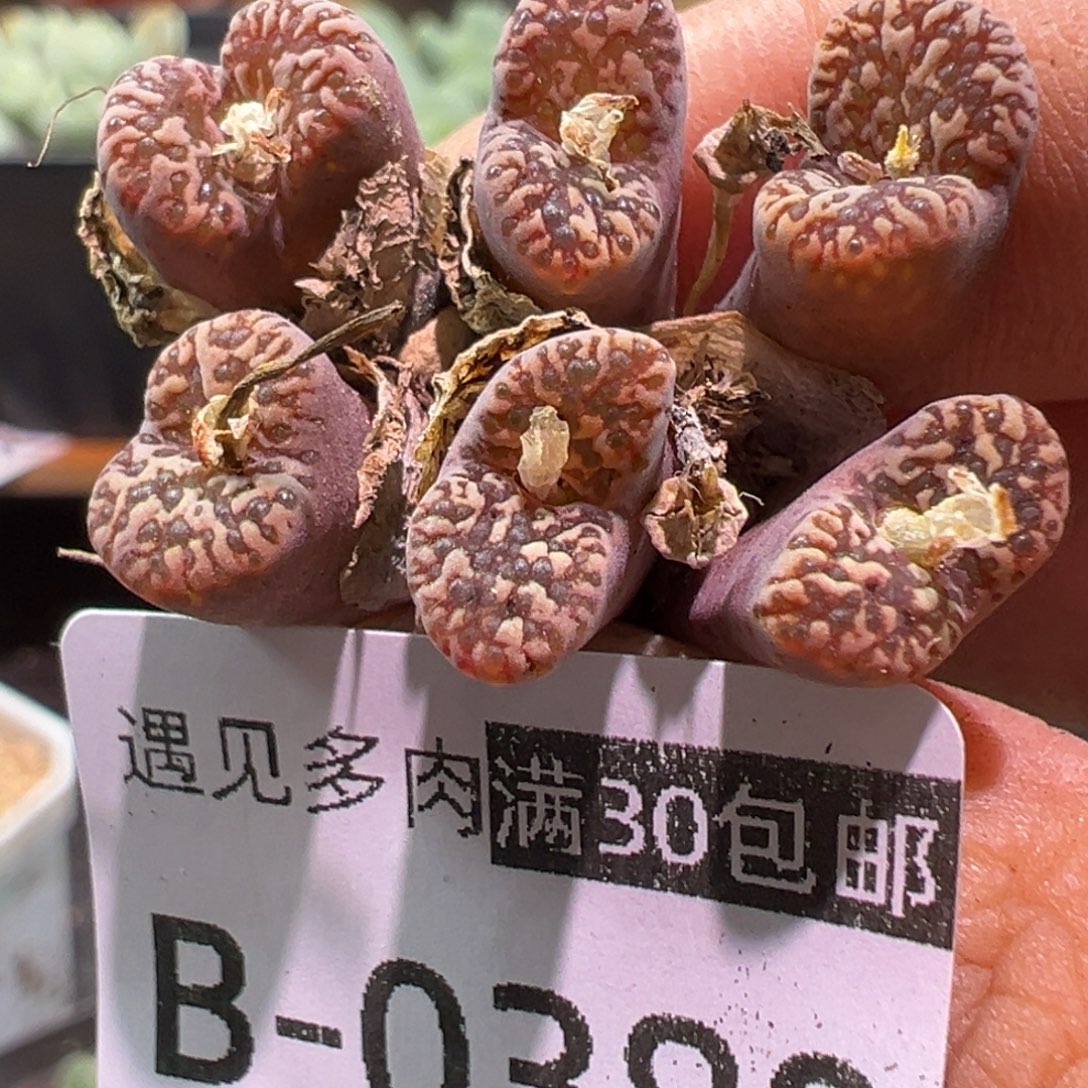 多肉植物111111111111