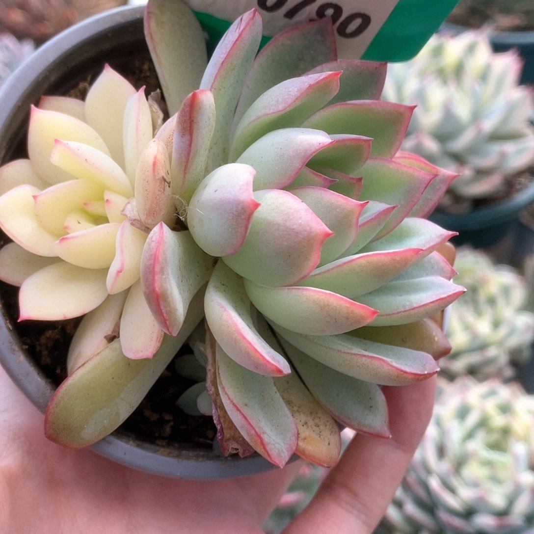 790雨燕座锦锦锦锦锦锦