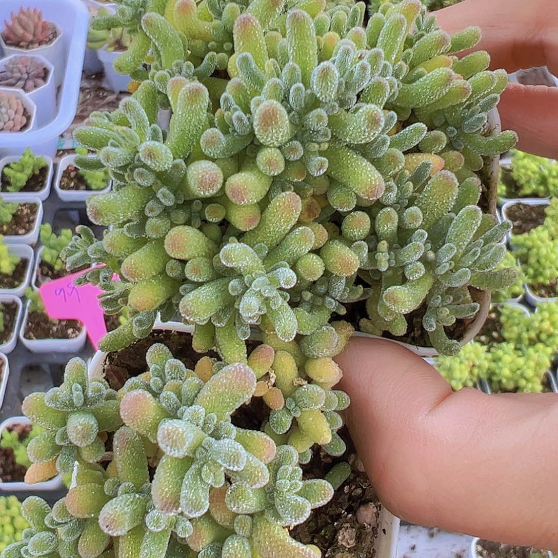 冰晶冰水晶2盆19包邮多肉