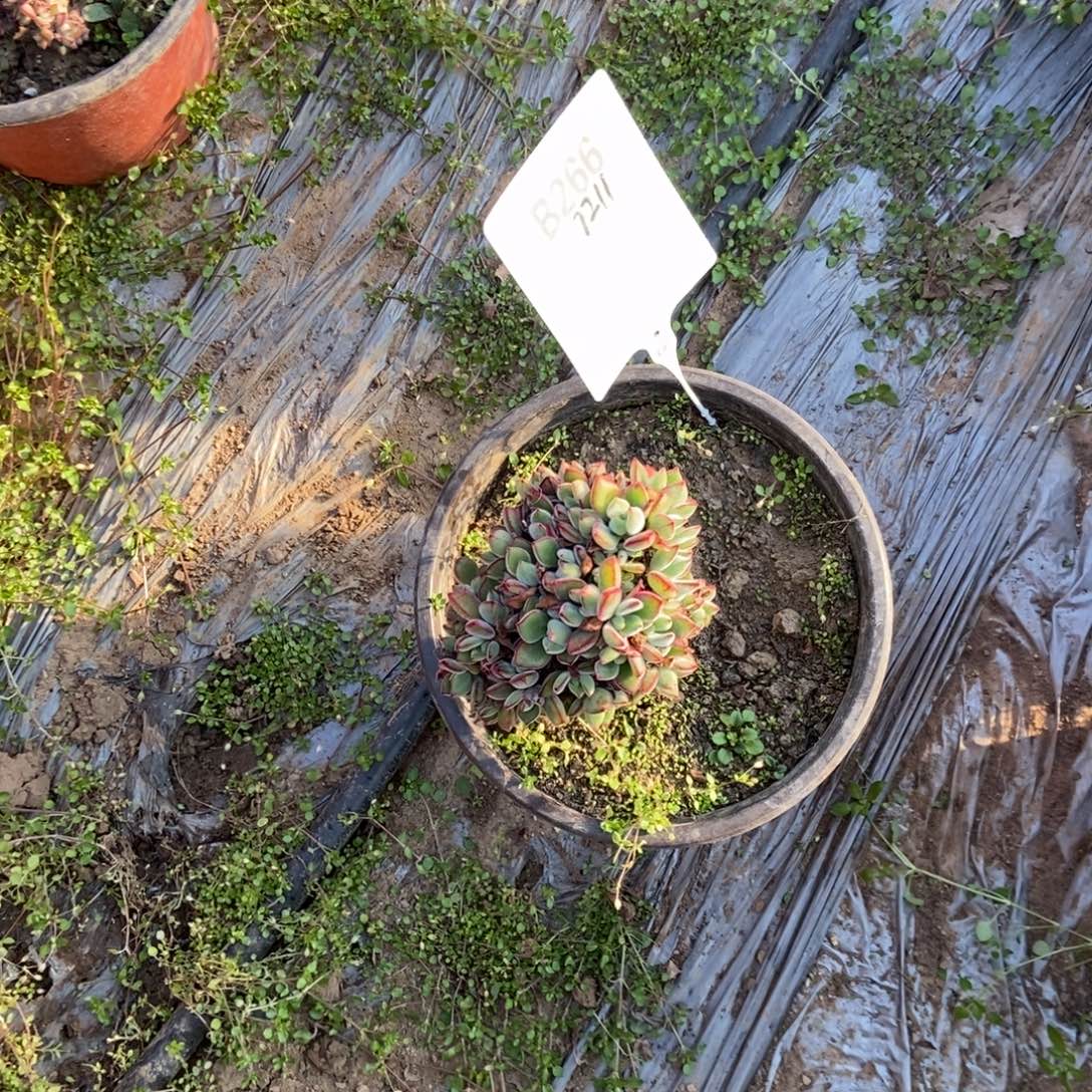 小***劉B266红兔耳干伤处理