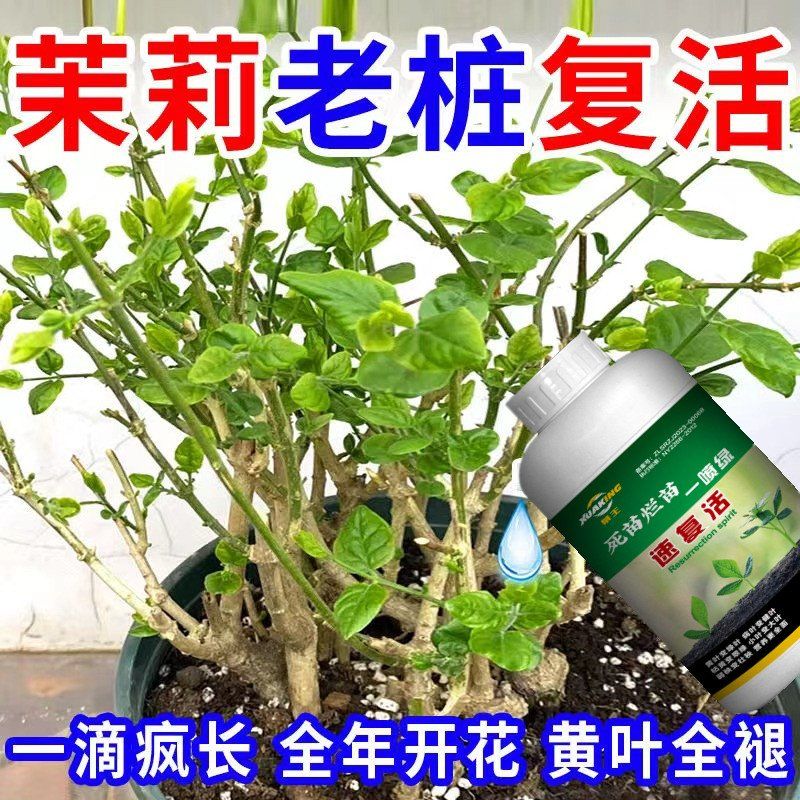 专治茉莉干枯营养液枯枝不发芽僵苗生长慢黑叶枝条细软催花专用肥