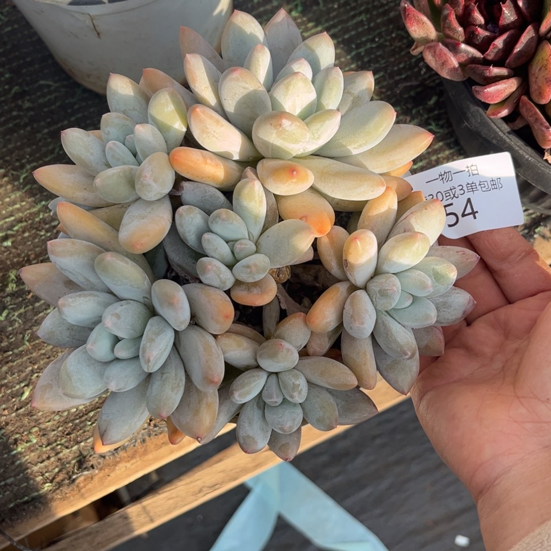 754香所群多肉植物有点瑕