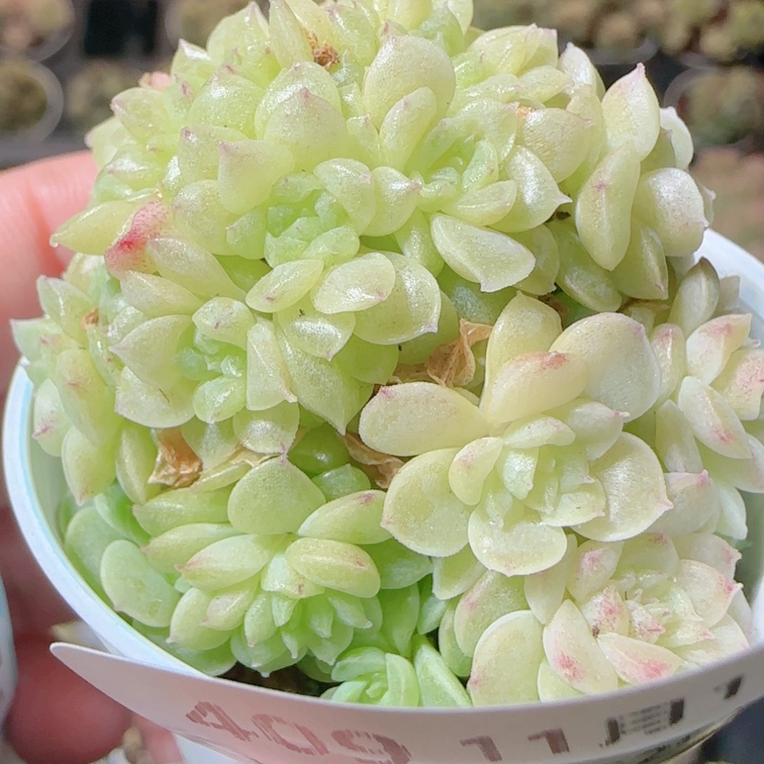 花语逸镜1111-409散