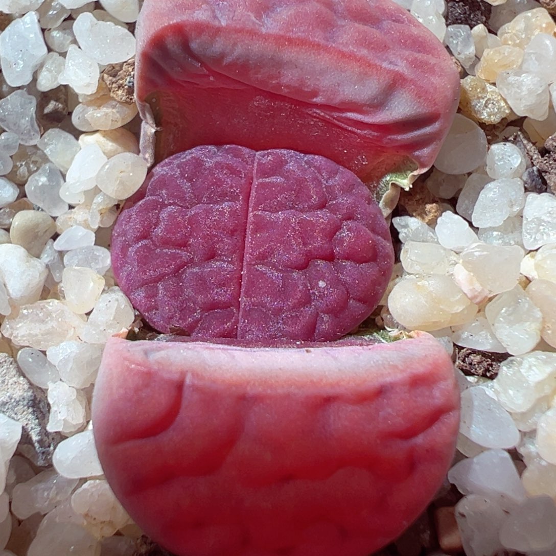 1224-481多肉多日玫瑰