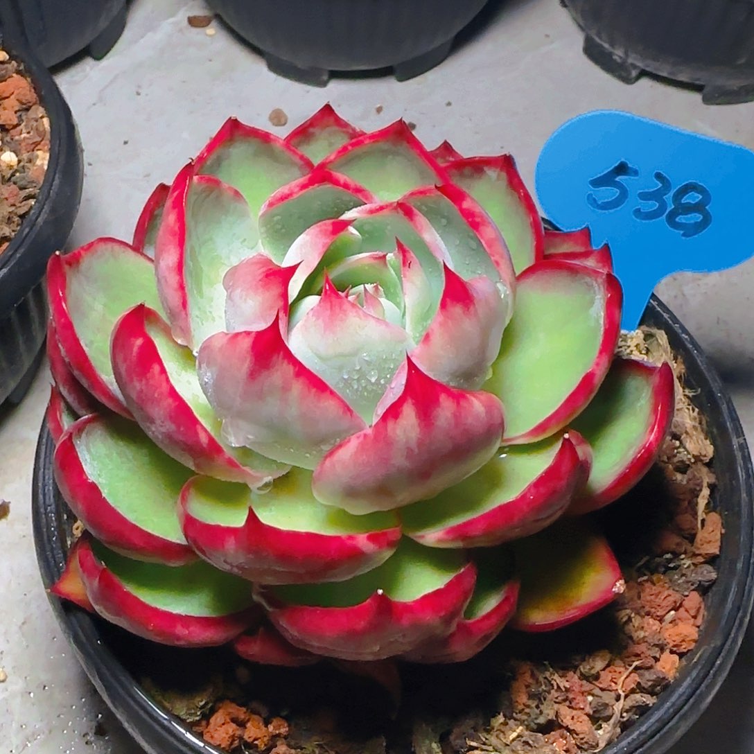 惊鸿仙子一物一拍538号