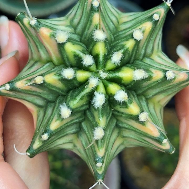 白蜘蛛网 一物一拍