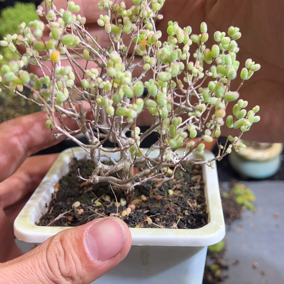 糖球白虎斑锦10白方老桩