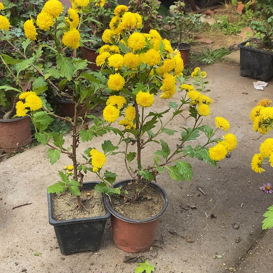 薛***薛完全开放菊花菊花