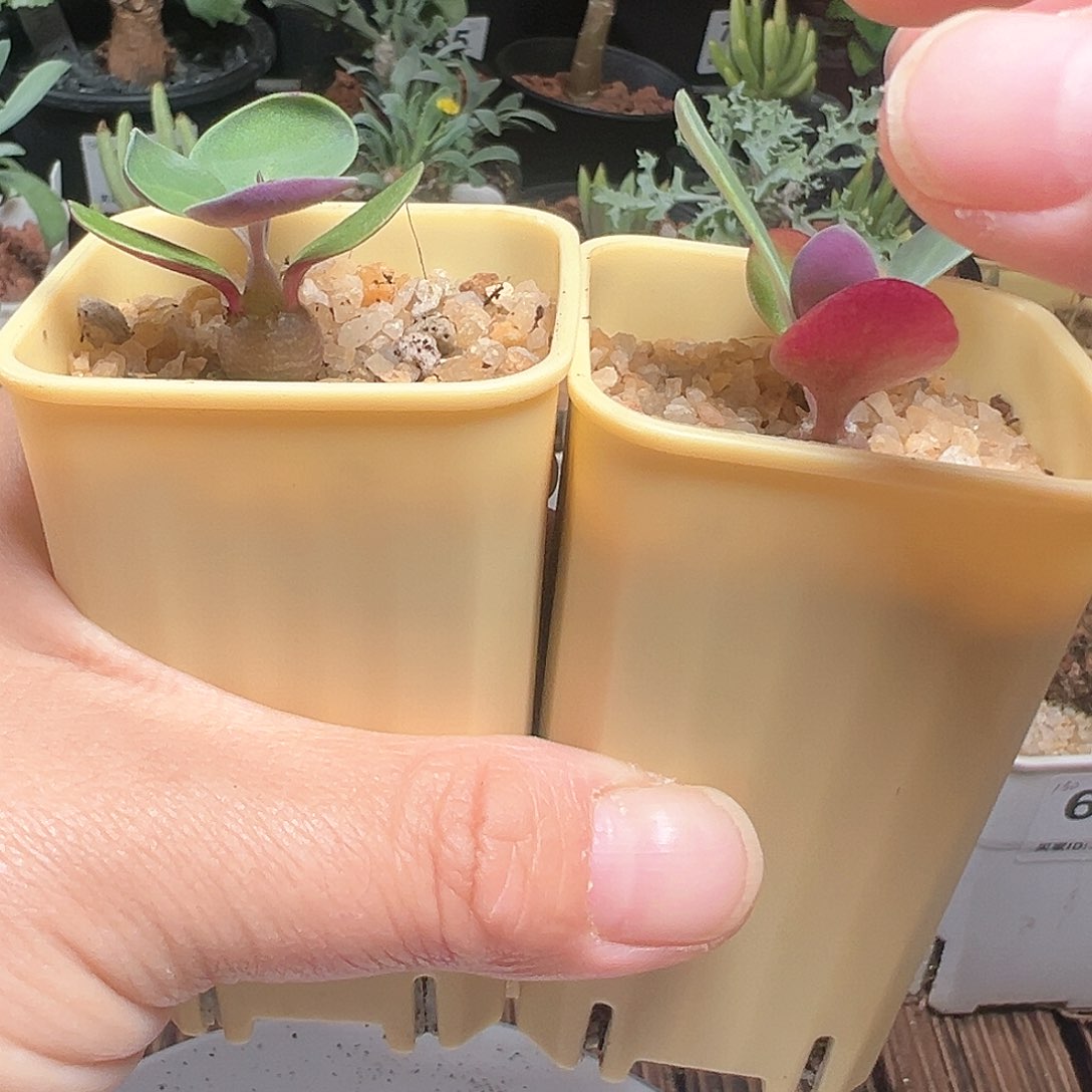 美尻厚敦菊带盆发货