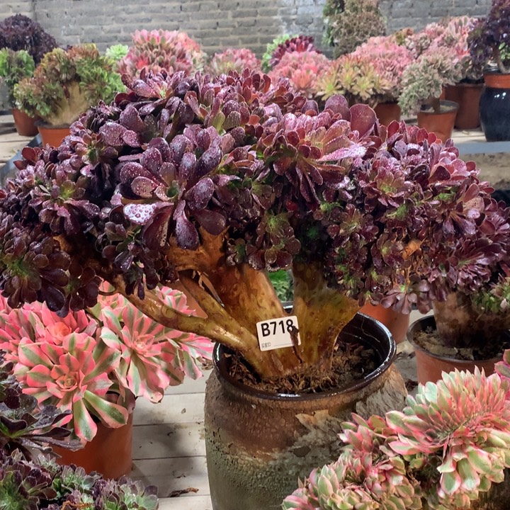 718欧紫缀多肉法师