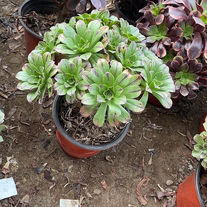 碧虎玫瑰玫瑰玫瑰玫