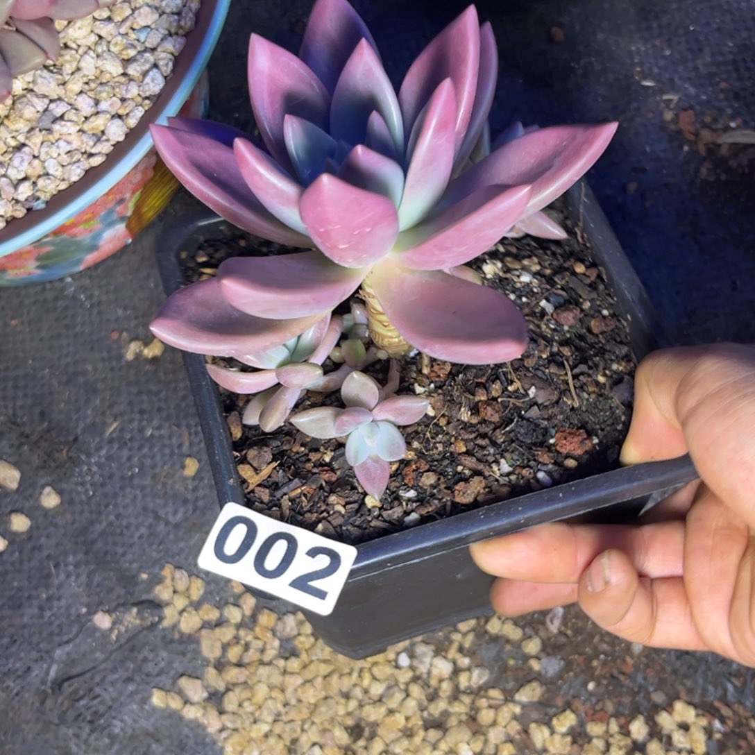 多肉植物知音002