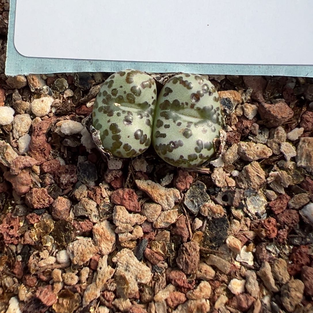 小***口26-115肉锥多肉植物