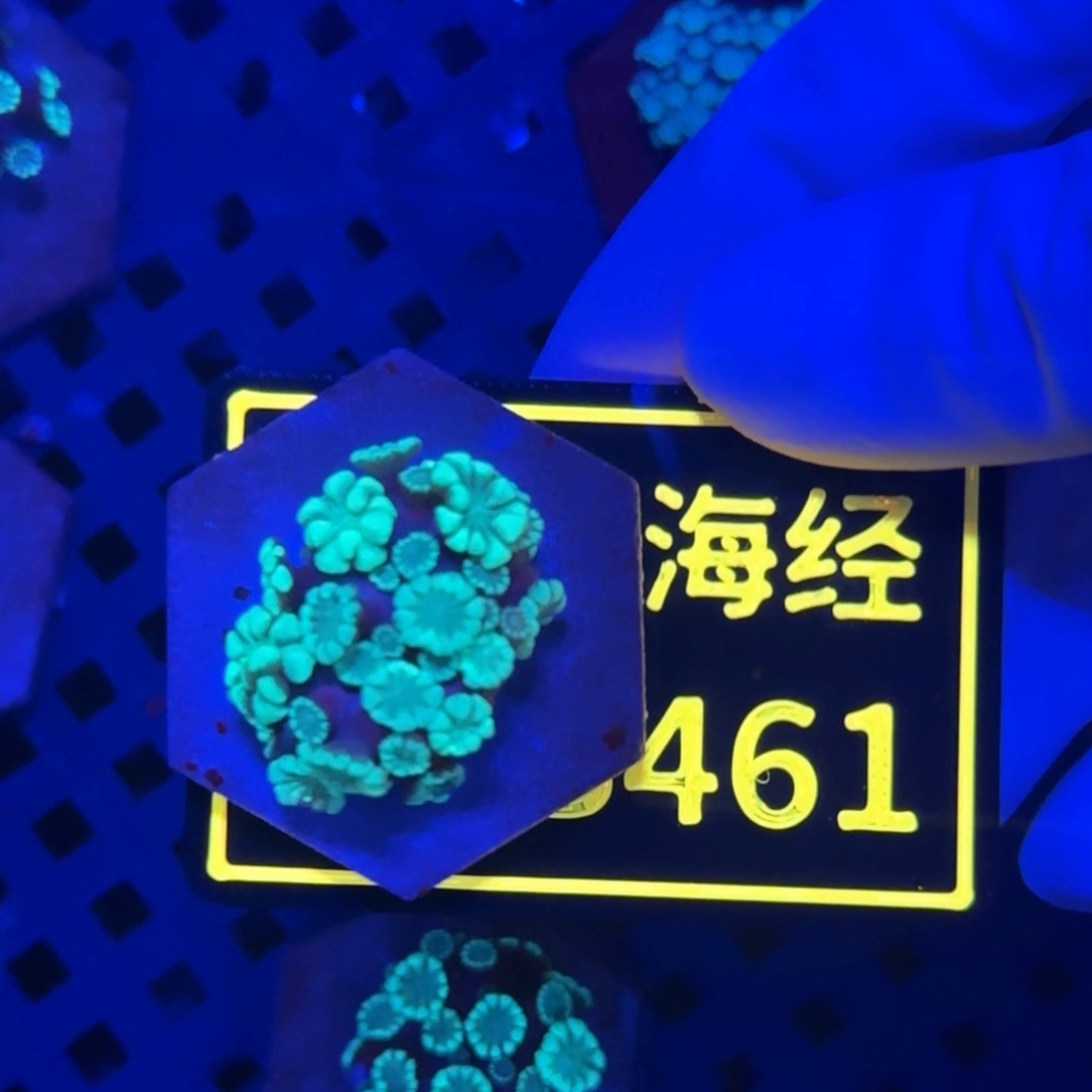 弥***道纽扣珊瑚又又不包邮大花茉莉B461