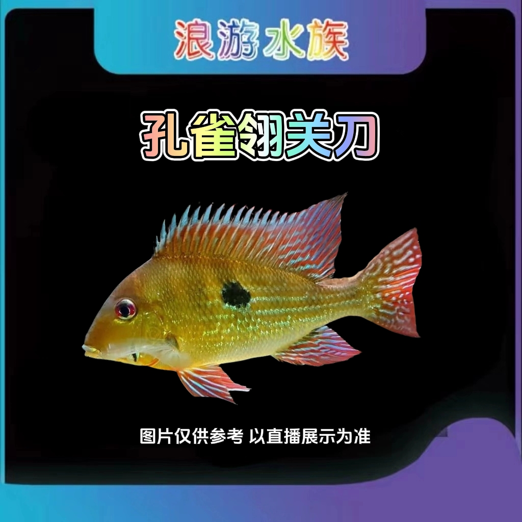 南美鱼食土鲷 血衣关刀 三点宝石 孔雀翎 尼姆宾金头 戴马廷 