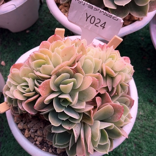 我是第一百个为妖刀应援的w w