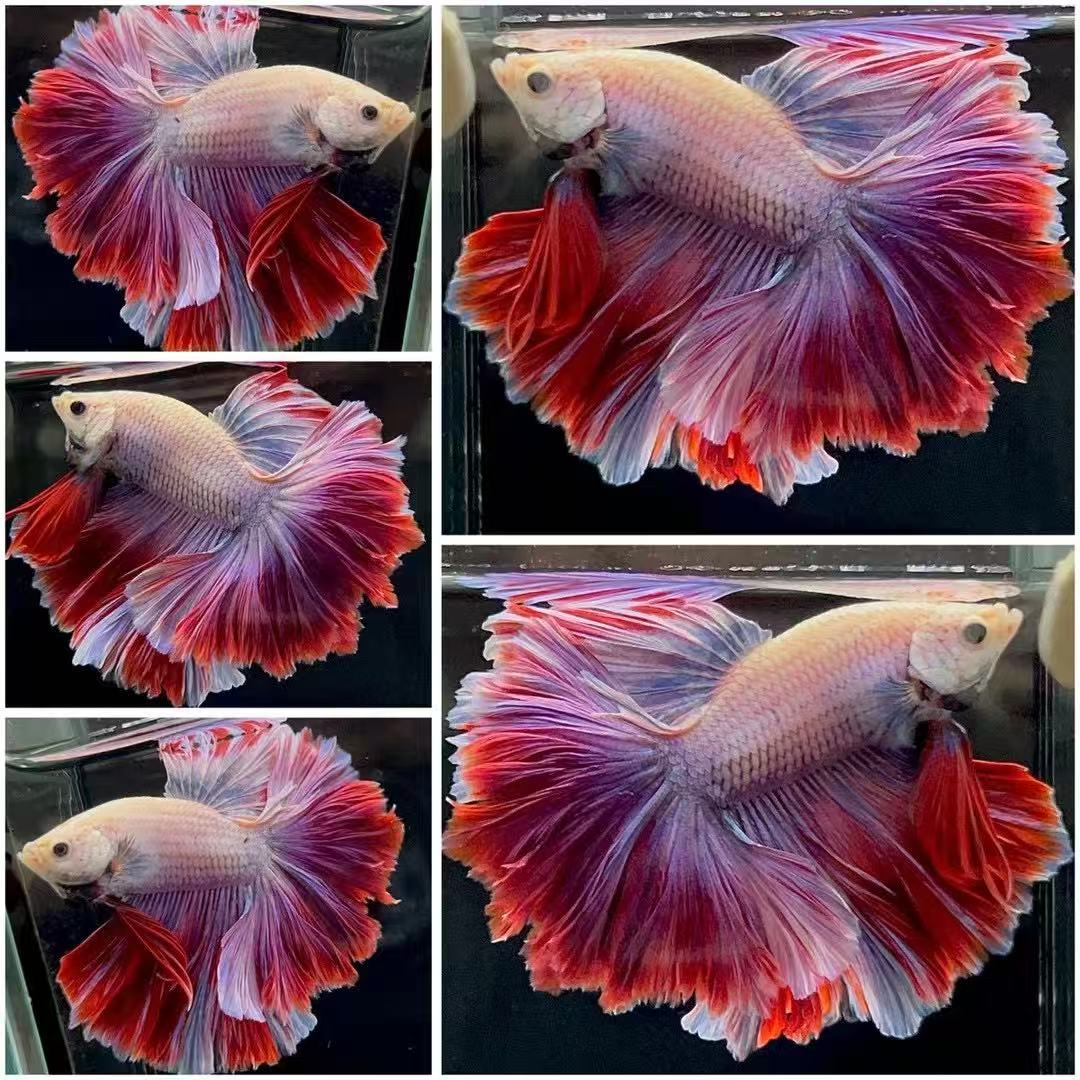 (第7版)直播选鱼155~178好养耐活的半月斗鱼婚纱热带淡水观赏鱼