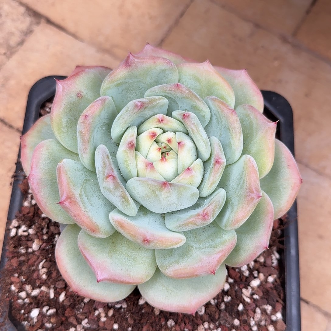 寄养于一个小的小的