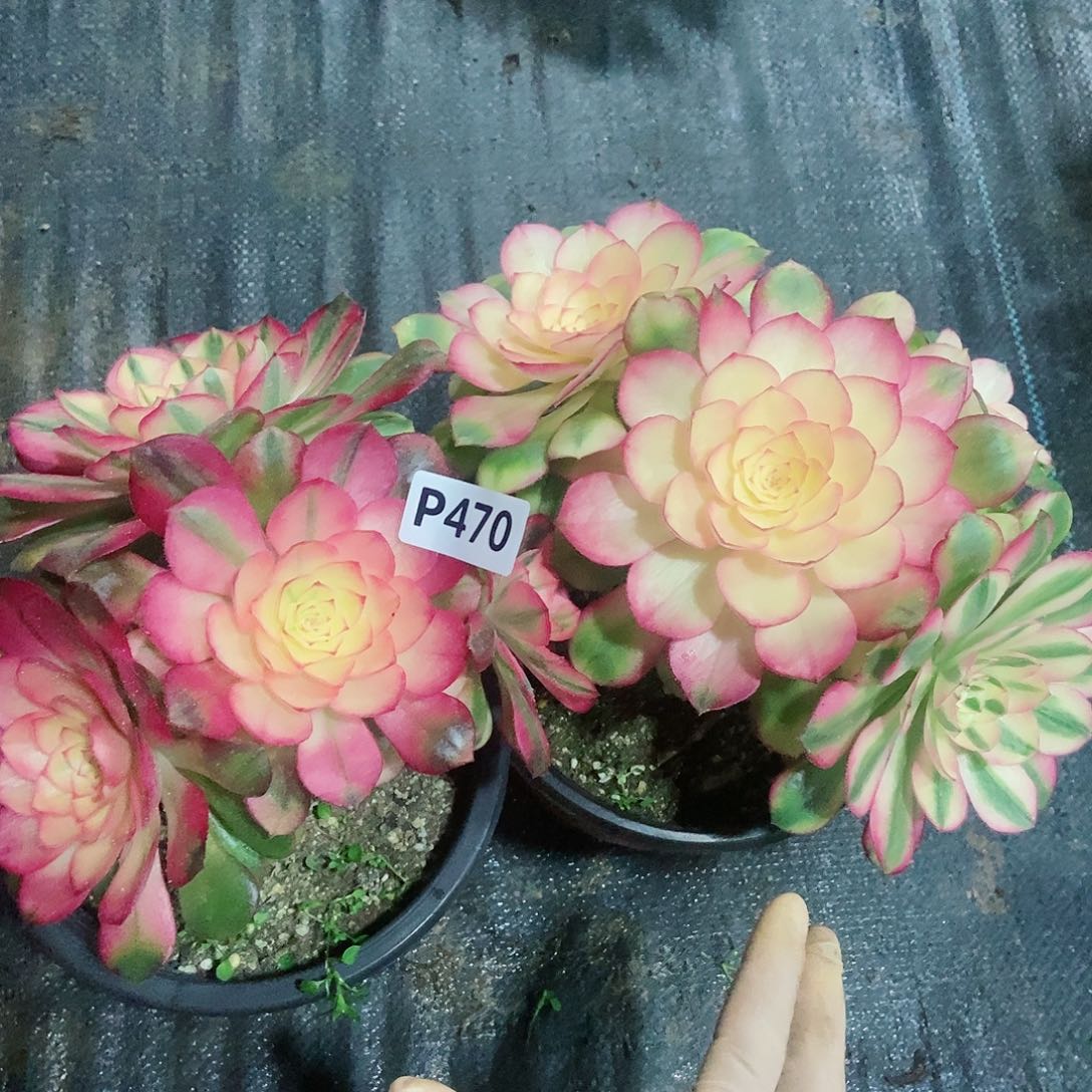 红陶470，2颗5冠服了14