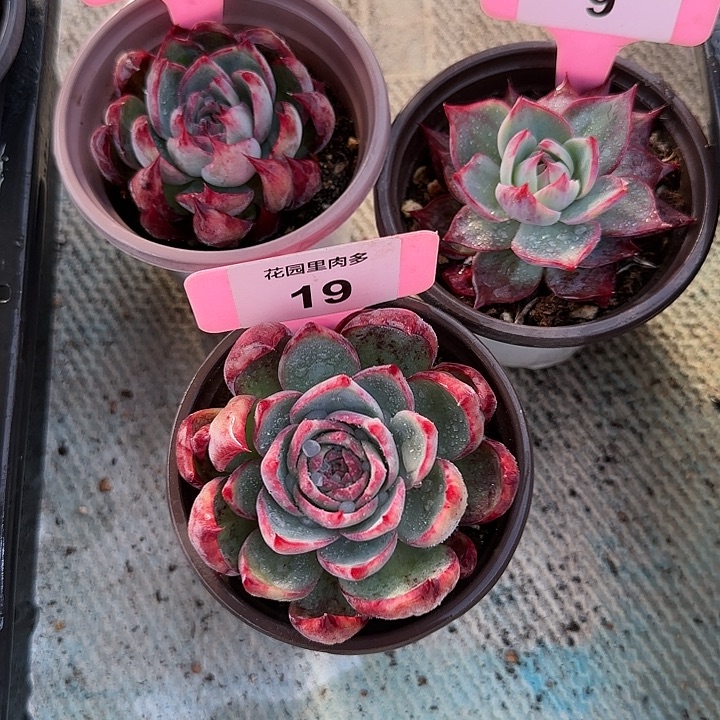 飞***儿23，9、19 惊鸿仙子多肉植物6-9cm