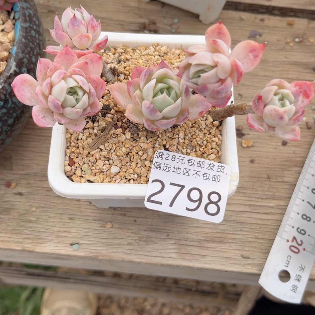 大2798（h c b x b ch b b b