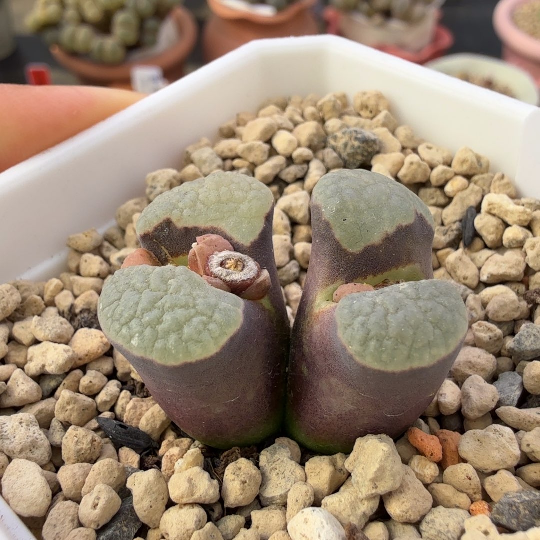 冰雪女王磁铁 12-3-L8