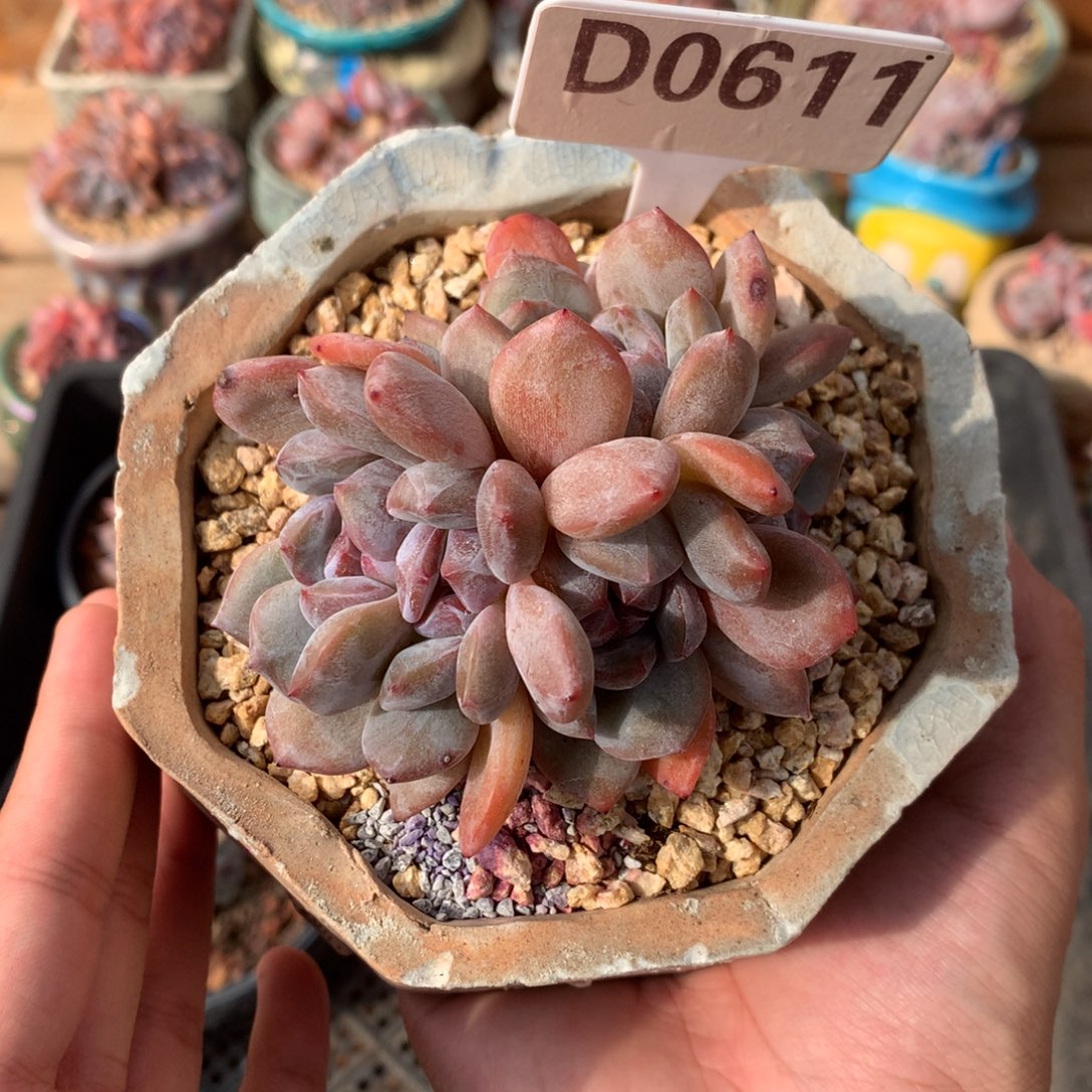 D0611 石榴籽朵缀 有砍 8cm