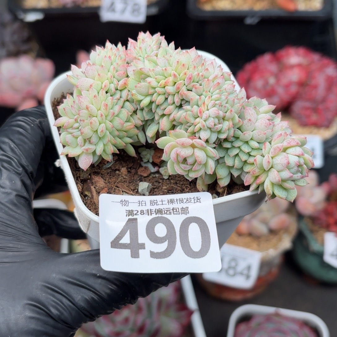 ༺***༻小粉梅缀无盆土发货