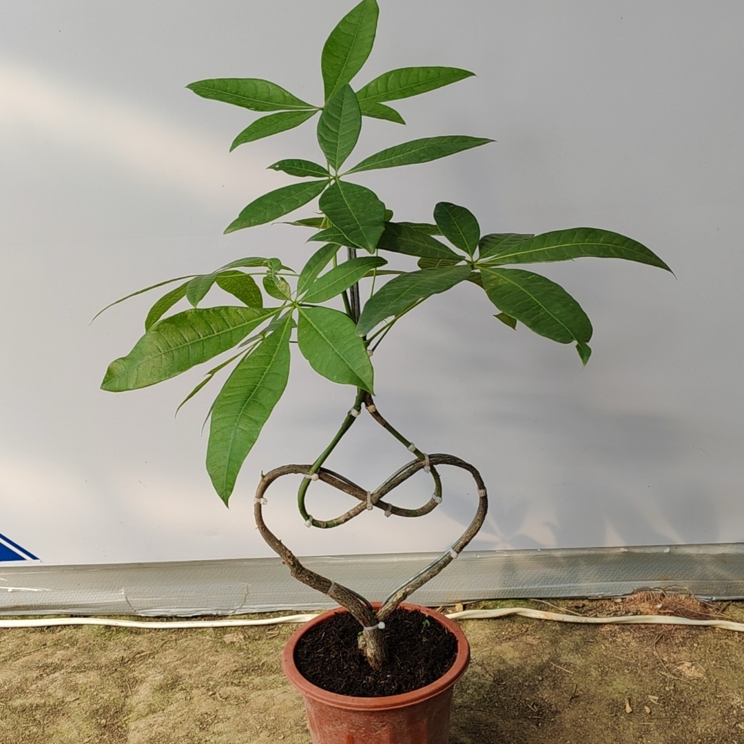 发财树，三角梅，桅子花