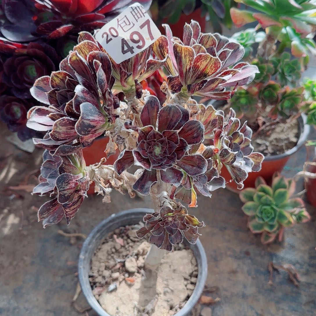 拉丝锦多肉497满20包邮断枝不包