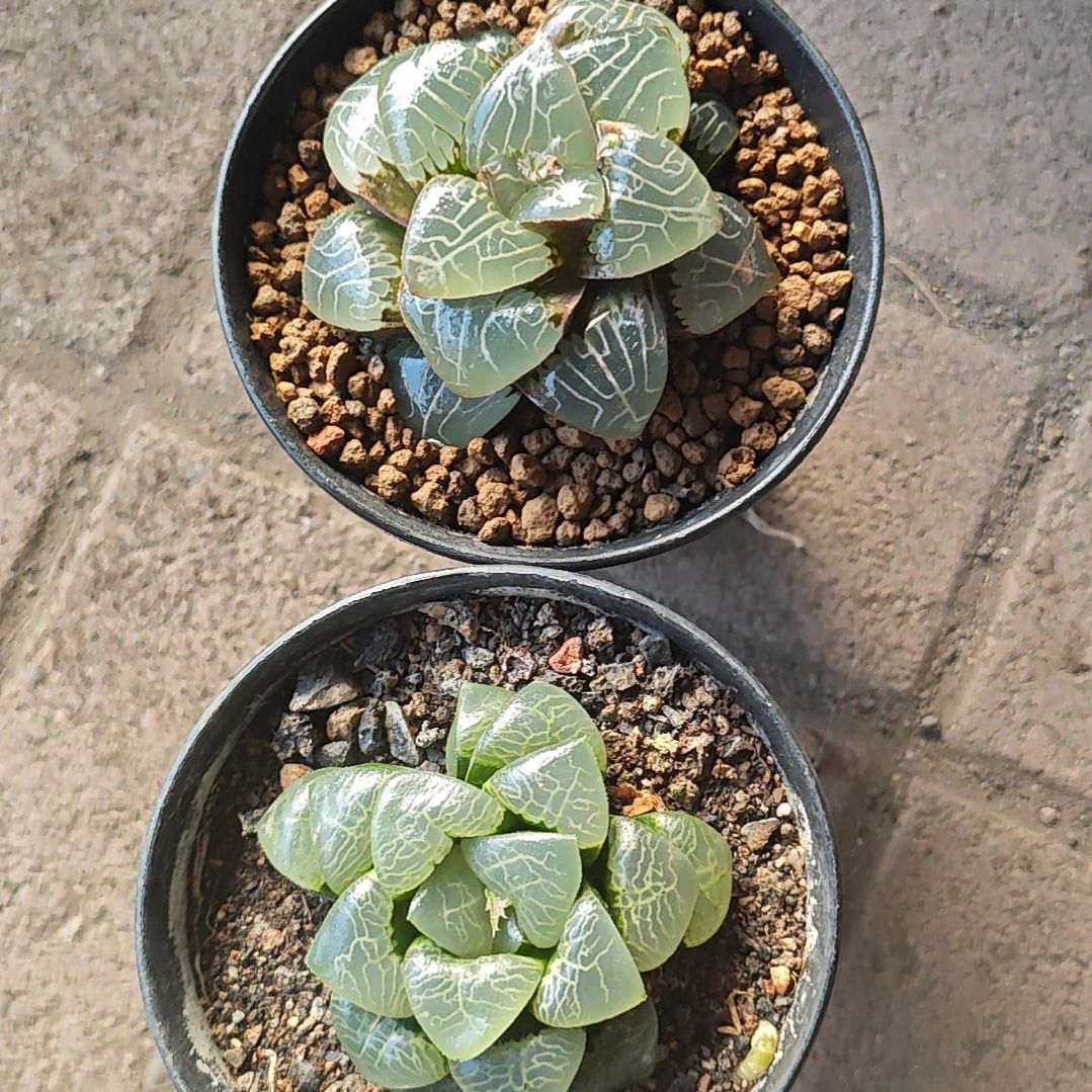 两颗克多肉植物原盆土