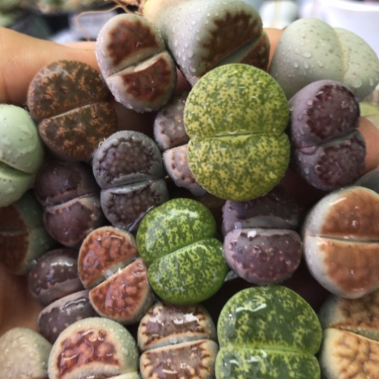 0976，22棵彩色母本如图