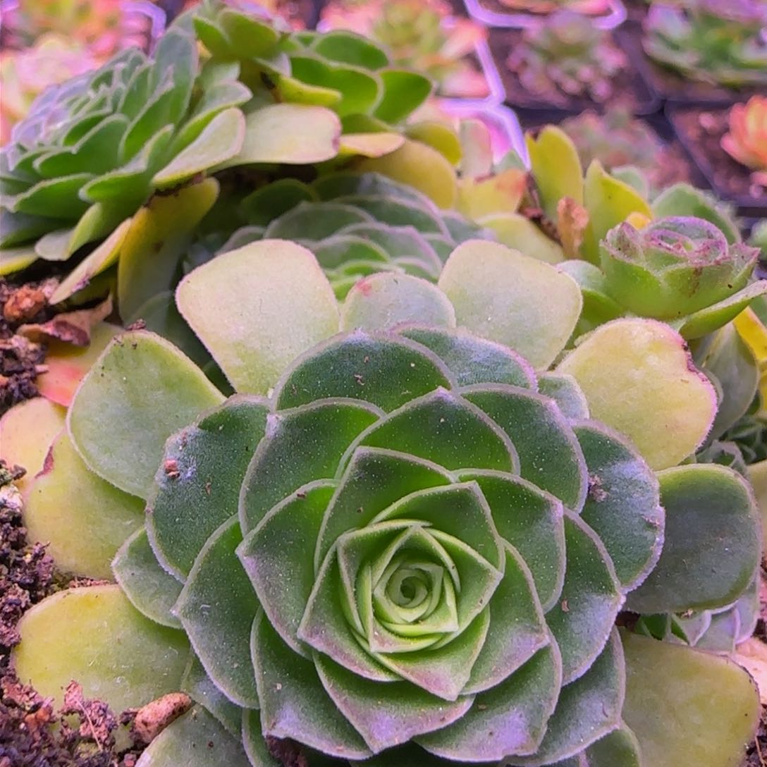 神舟2号侧芽113467676854273