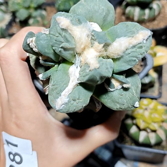 苗接哥怒牡丹苗接764